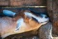 Close up portrait of sleeping goat head Royalty Free Stock Photo