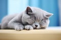 Close up portrait of a sleeping gray British shorthair cat