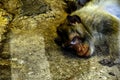 Close up portrait of sleeping monkey
 
in zoo Royalty Free Stock Photo