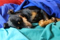 Close up portrait  of sleeping relaxed miniature pinscher dog Canis lupus familiaris, mini doberman face and snout covered Royalty Free Stock Photo