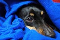 Close up portrait  of sleeping relaxed miniature pinscher dog Canis lupus familiaris, mini doberman face and snout covered under Royalty Free Stock Photo