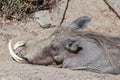 Portrait of a sleeping warthog Royalty Free Stock Photo