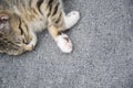 Close-up portrait of a sleeping young tabby kitten with copy space.