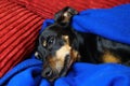 Close up portrait  of sleepy relaxed miniature pinscher dog Canis lupus familiaris, mini doberman face and snout covered with Royalty Free Stock Photo
