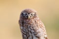 Close-up portrait of a slumbering juvenile little owl