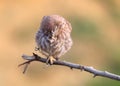 Close-up portrait of a slumbering juvenile little owl