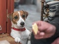 Close-up portrait of a small cute dog Jack Russell Terrier begging its owner for a piece of cheese