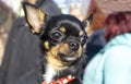 Close-up portrait of small funny mini chihuahua dog, puppy