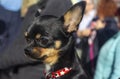 Close-up portrait of small funny mini chihuahua dog, puppy