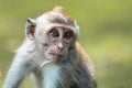 Close up portrait of a small macaque monkey sits on the mossy steps of the temple. Blurred background. Monkey forest, Bali,