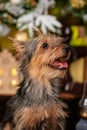 Close-up portrait of a small pinscher dog against the background of a Christmas tree and gifts. The dog is a mixed breed Royalty Free Stock Photo