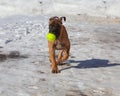 Close-up of a portrait of a small puppy with a ball, a rare breed of South African Boerboel, against the snow.