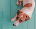 Close-up portrait of small white red cute dog Jack russell lying on green blue wooden floor and lookig upwards in to