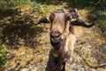 Close up portrait of smiling goat at farm. Cute funny animal. Royalty Free Stock Photo