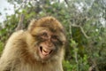 Smiling laughing Barbary ape - Gibraltar. Royalty Free Stock Photo