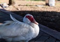 Close up portrait smiling Muscovy Duck, Cairina moschata Royalty Free Stock Photo