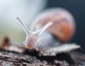 close up portrait of a snail Royalty Free Stock Photo