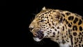 Close up portrait of a leopard isolated on a black background with room for text Royalty Free Stock Photo