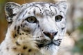 Close up Portrait of Snow Leopard Irbis Royalty Free Stock Photo