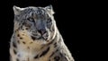 Close up portrait of a snow leopard Royalty Free Stock Photo