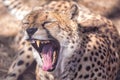 Close up portrait of snow leopard ounce yawning Panthera uncia Royalty Free Stock Photo