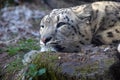 Close up portrait of snow leopard resting Royalty Free Stock Photo