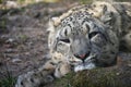 Close up portrait of snow leopard Royalty Free Stock Photo