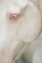 Close up portrait of white horse blue eye