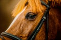 A close-up portrait of a sorrel horse. Equestrian sports. The eyes of a horse Royalty Free Stock Photo