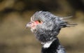 Close up portrait of a southern screamer or crested screamer Chauna torquata bird at the Pilsen, ZOO Royalty Free Stock Photo