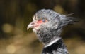 Close up portrait of a southern screamer or crested screamer Chauna torquata bird at the Pilsen, ZOO Royalty Free Stock Photo