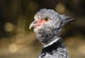 Close up portrait of a southern screamer or crested screamer Chauna torquata bird at the Pilsen, ZOO Royalty Free Stock Photo