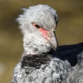 Close up portrait of a southern screamer or crested screamer Chauna torquata bird at the Pilsen, ZOO Royalty Free Stock Photo