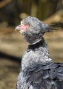 Close up portrait of a southern screamer or crested screamer Chauna torquata bird at the Pilsen, ZOO Royalty Free Stock Photo