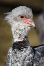 Close up portrait of a southern screamer or crested screamer Chauna torquata bird at the Pilsen, ZOO Royalty Free Stock Photo