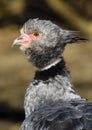 Close up portrait of a southern screamer or crested screamer Chauna torquata bird at the Pilsen, ZOO Royalty Free Stock Photo