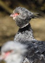 Close up portrait of a southern screamer or crested screamer Chauna torquata bird at the Pilsen, ZOO Royalty Free Stock Photo