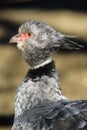 Close up portrait of a southern screamer or crested screamer Chauna torquata bird at the Pilsen, ZOO Royalty Free Stock Photo