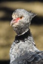 Close up portrait of a southern screamer or crested screamer Chauna torquata bird at the Pilsen, ZOO Royalty Free Stock Photo