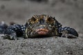 Close up portrait of a spectacled caiman, caiman crocodilus