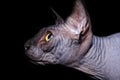 Close-up portrait of a sphynx cat on a black background. Head of a gray naked cat in profile on a black background
