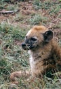 Close up portrait spotted hyena looking at camera, animal in natural habitat, South Africa Royalty Free Stock Photo