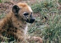 Close up portrait spotted hyena looking at camera, animal in natural habitat, South Africa Royalty Free Stock Photo
