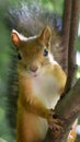 Close up portrait of Squirrel with bushy tail