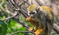 Close up portrait of squirrel monkey Saimiri sciureus sitting and eating on a tree branch Royalty Free Stock Photo