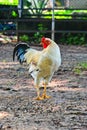 Close Up Portrait Of A Sri Lankan Domestic Fowl