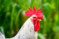 Close Up Portrait Of A Sri Lankan Domestic Fowl