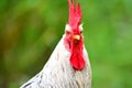 Close Up Portrait Of A Sri Lankan Domestic Fowl