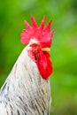 Close Up Portrait Of A Sri Lankan Domestic Fowl