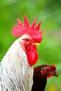 Close Up Portrait Of A Sri Lankan Domestic Fowl